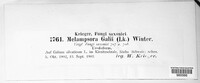 Pucciniastrum guttatum image